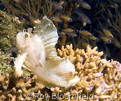 White Leaf Scorpionfish with an audience of admirers. Tak... by Roy Bloomfield 